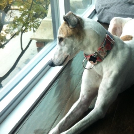 Maizee Hepburn (November 2014)