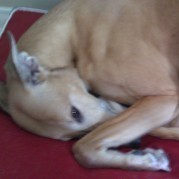 Novati, Pretzel (April 2011)