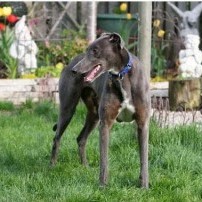 Goddard, Phantom (April 2011)