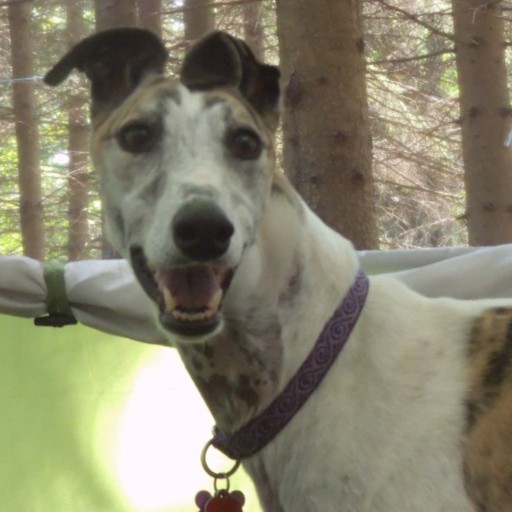 Spice McIntyre (January 2015)