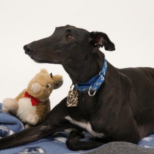 TC Oakes/Lake (January 2015)