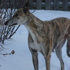 Thomas, Siren (April 2011)