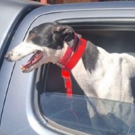 Herbie (December 2025)