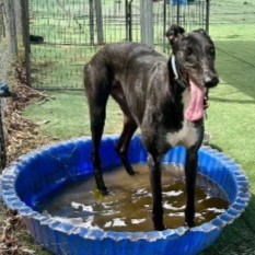 Pete (December 2025)